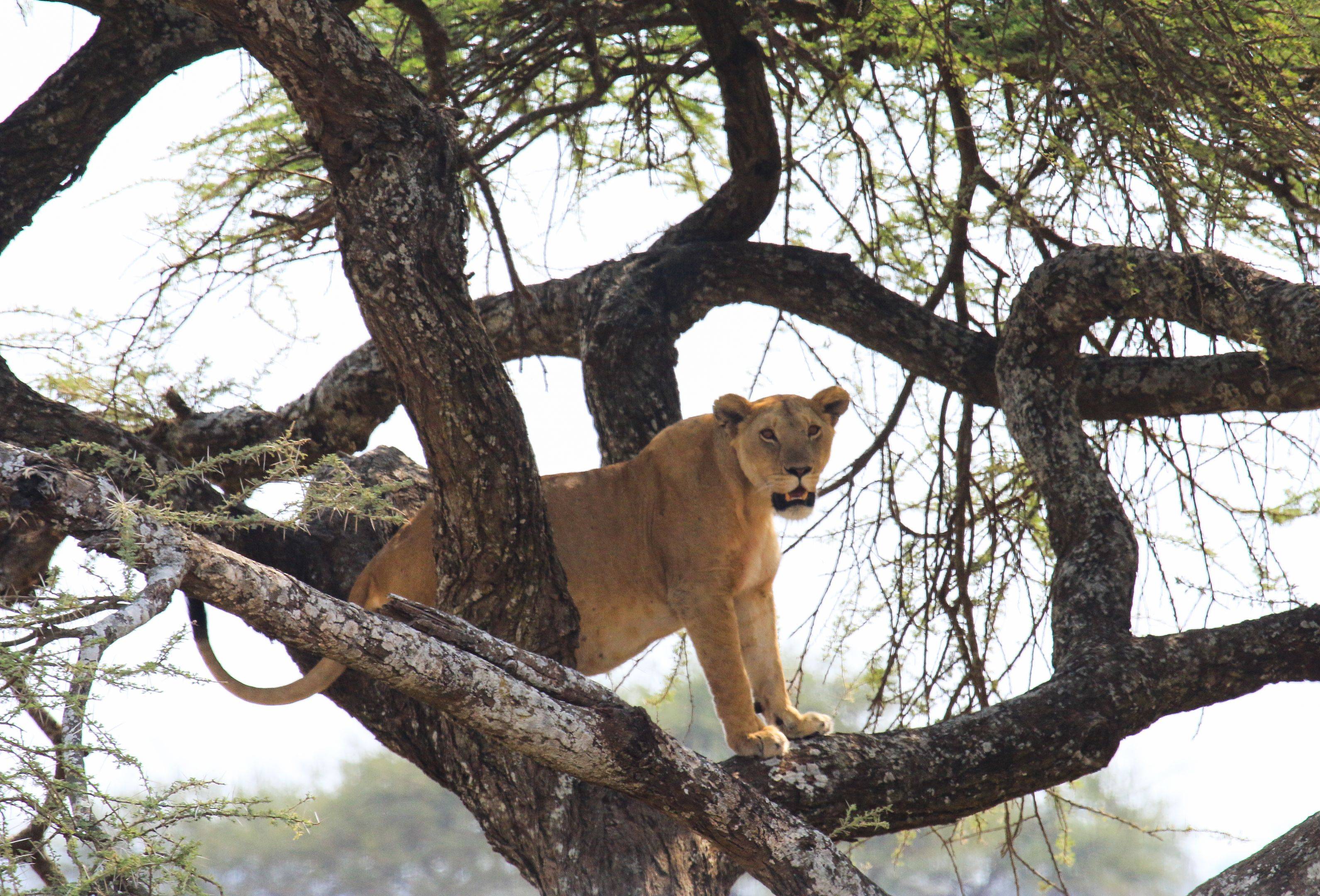 La fauna selvatica del Parco Manyara