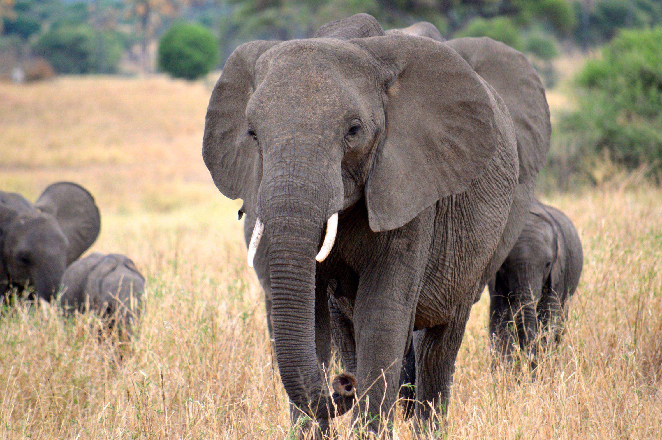 Gli elefanti nel parco del Tarangire