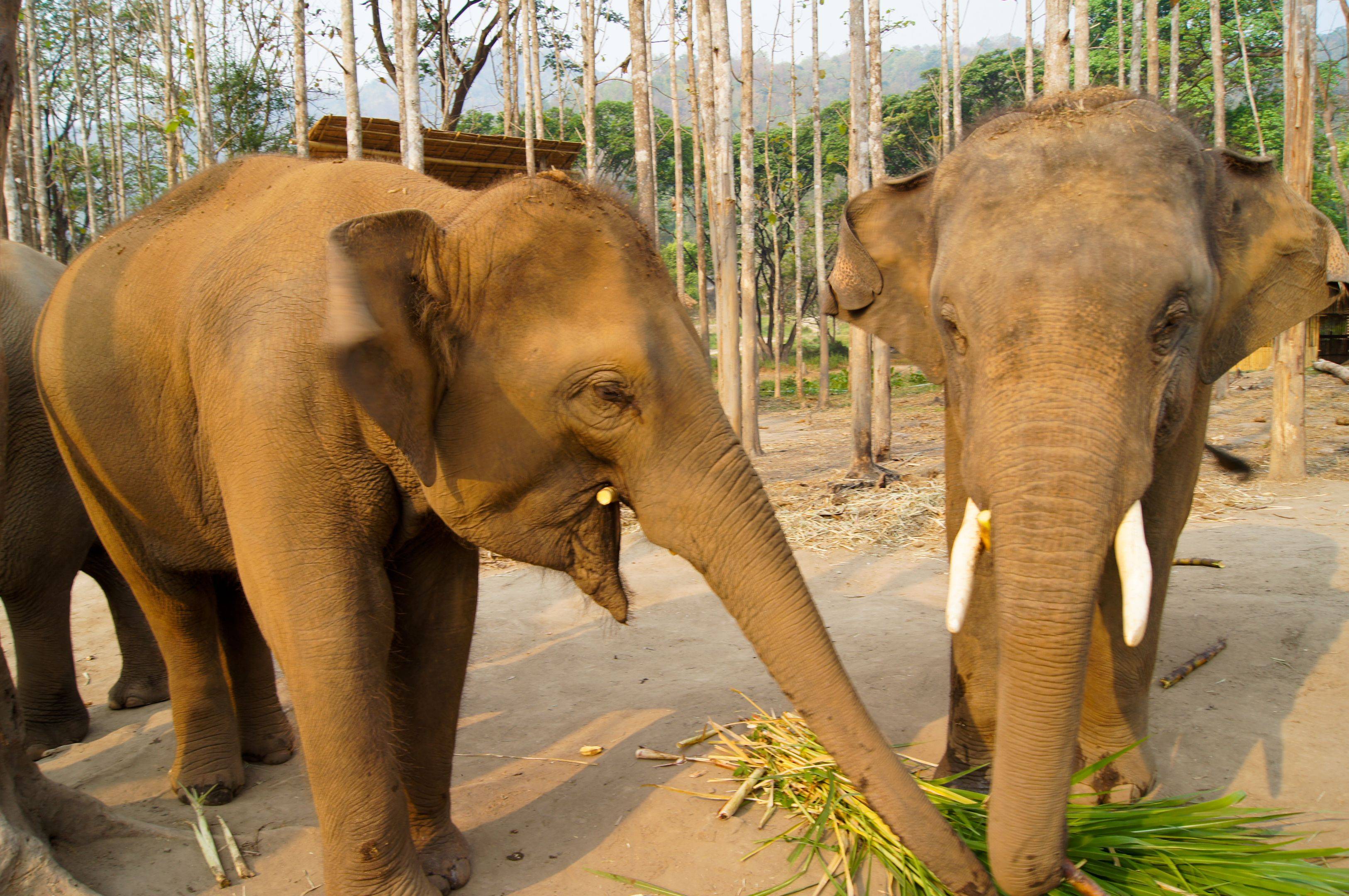 Esperienza al santuario degli elefanti
