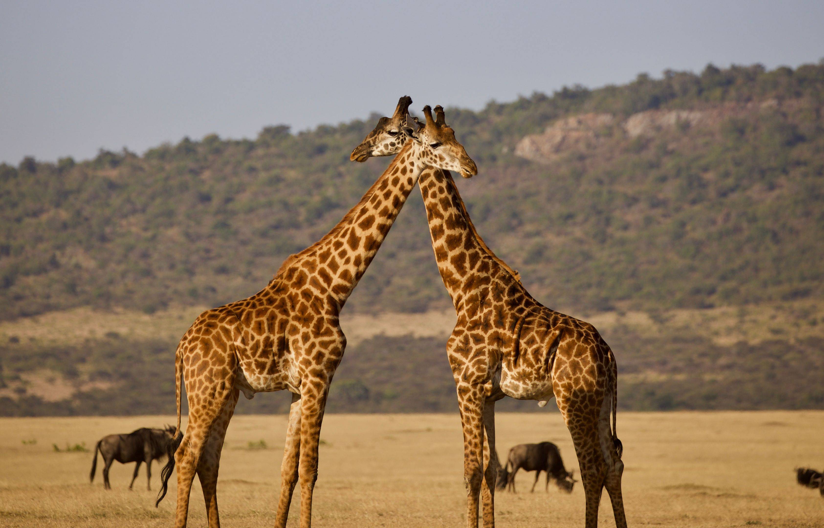 Visita del Serengeti Centrale