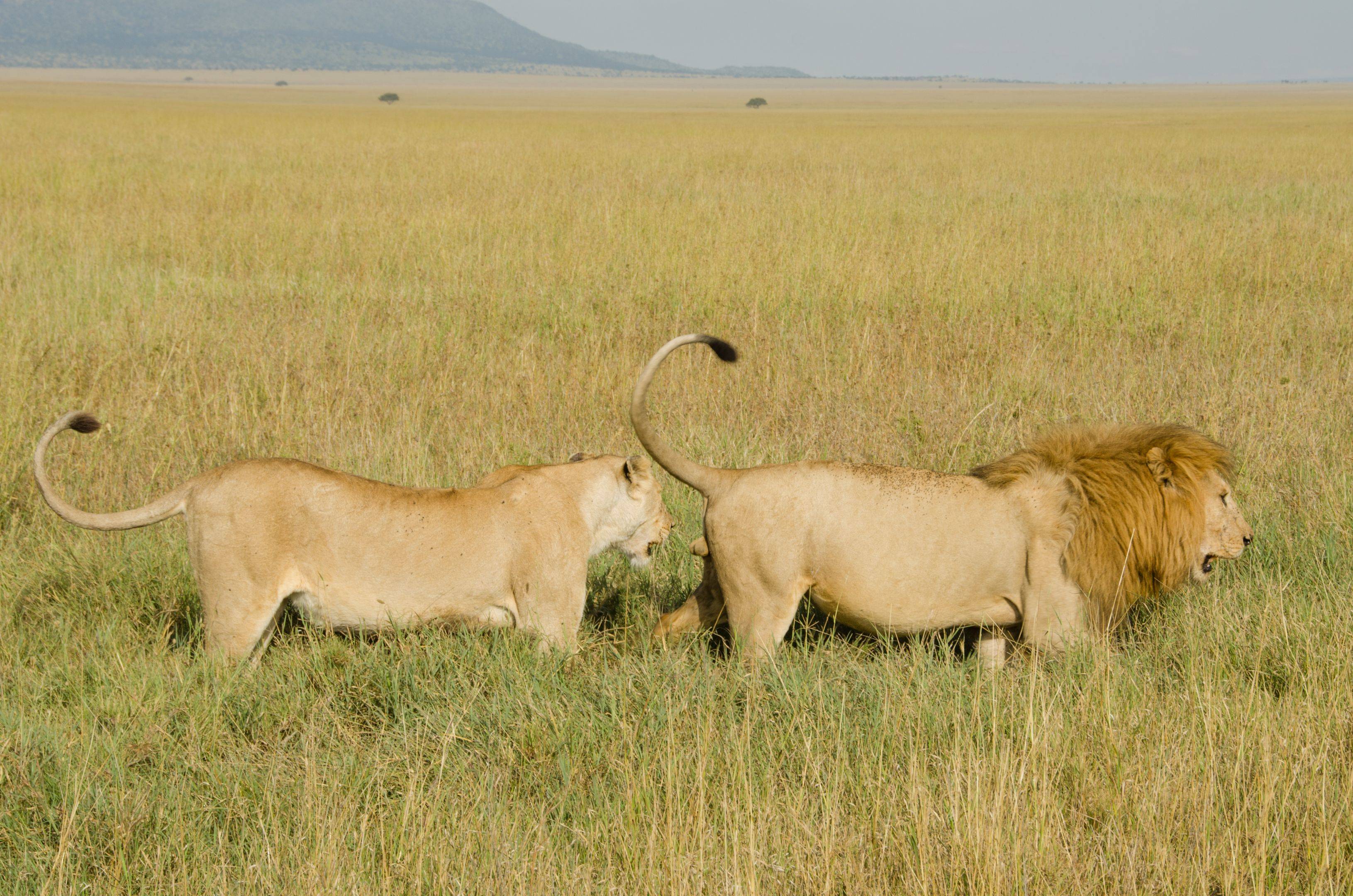 Il parco Serengeti nord