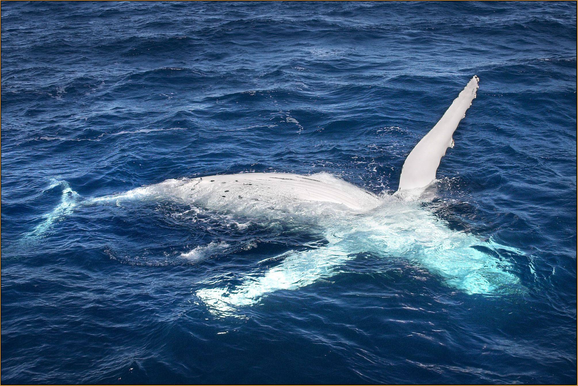 Observation des baleines en catamaran