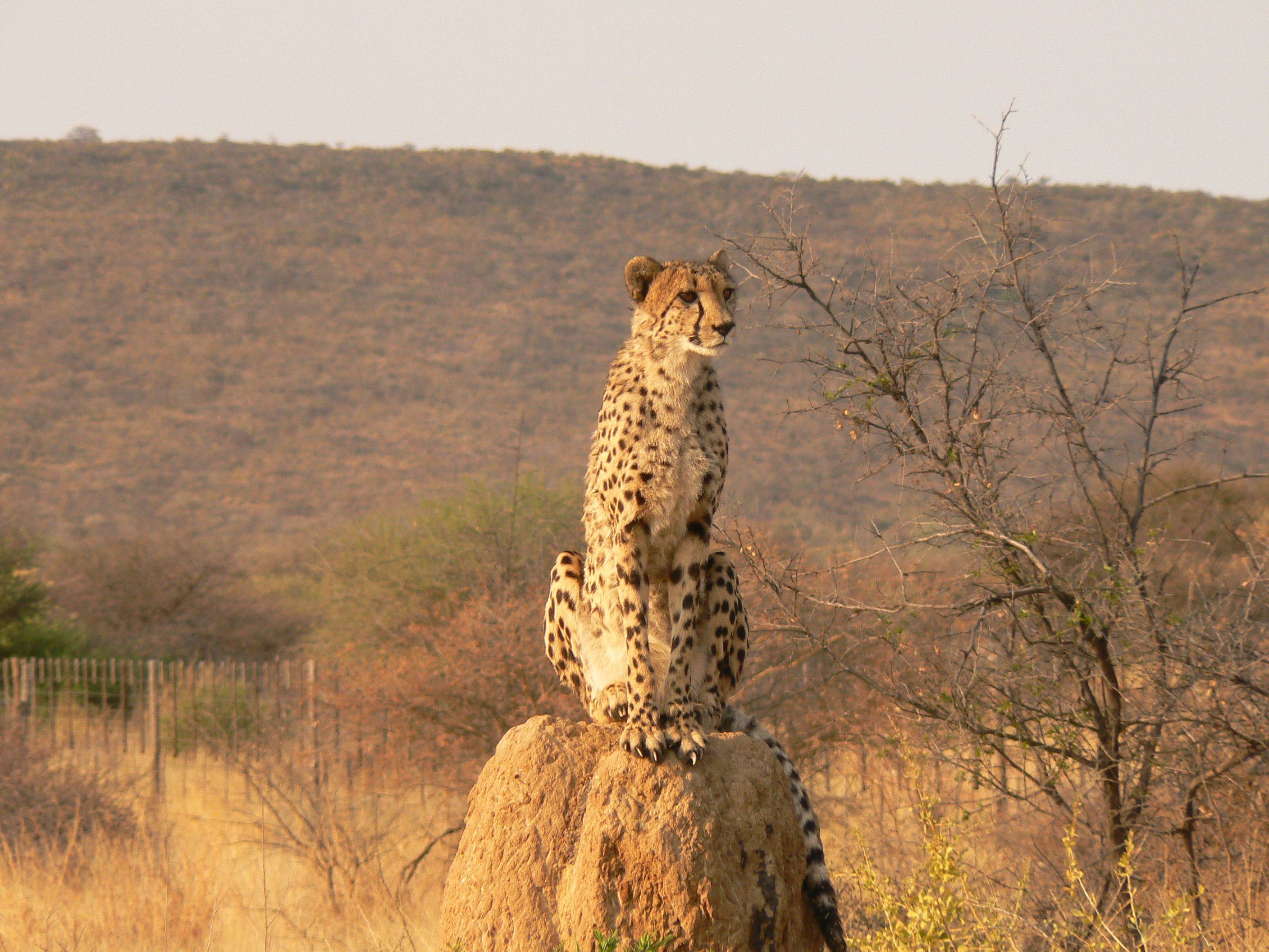 Otjiwarongo, santuario del guepardo