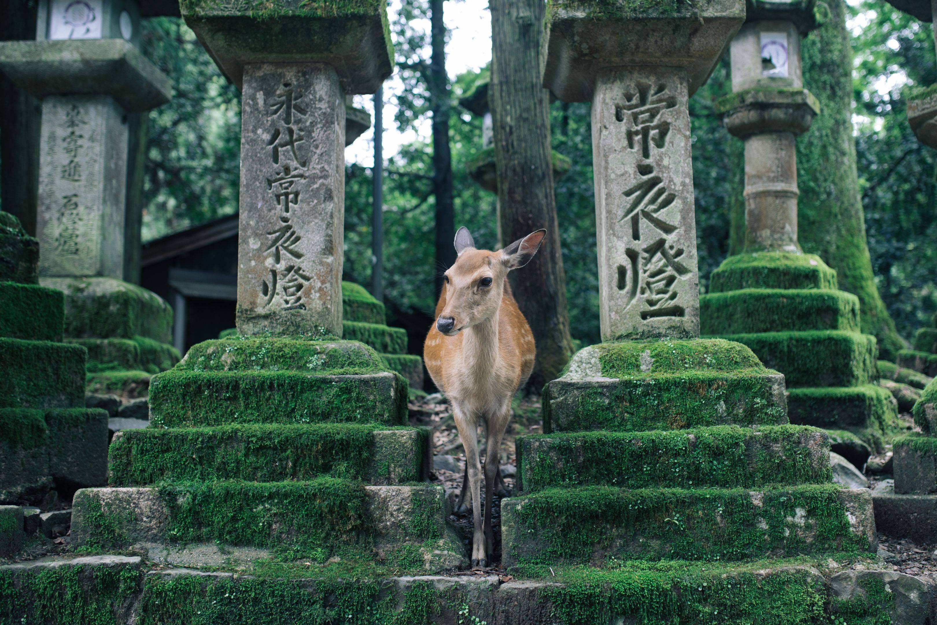Sympatisches Nara