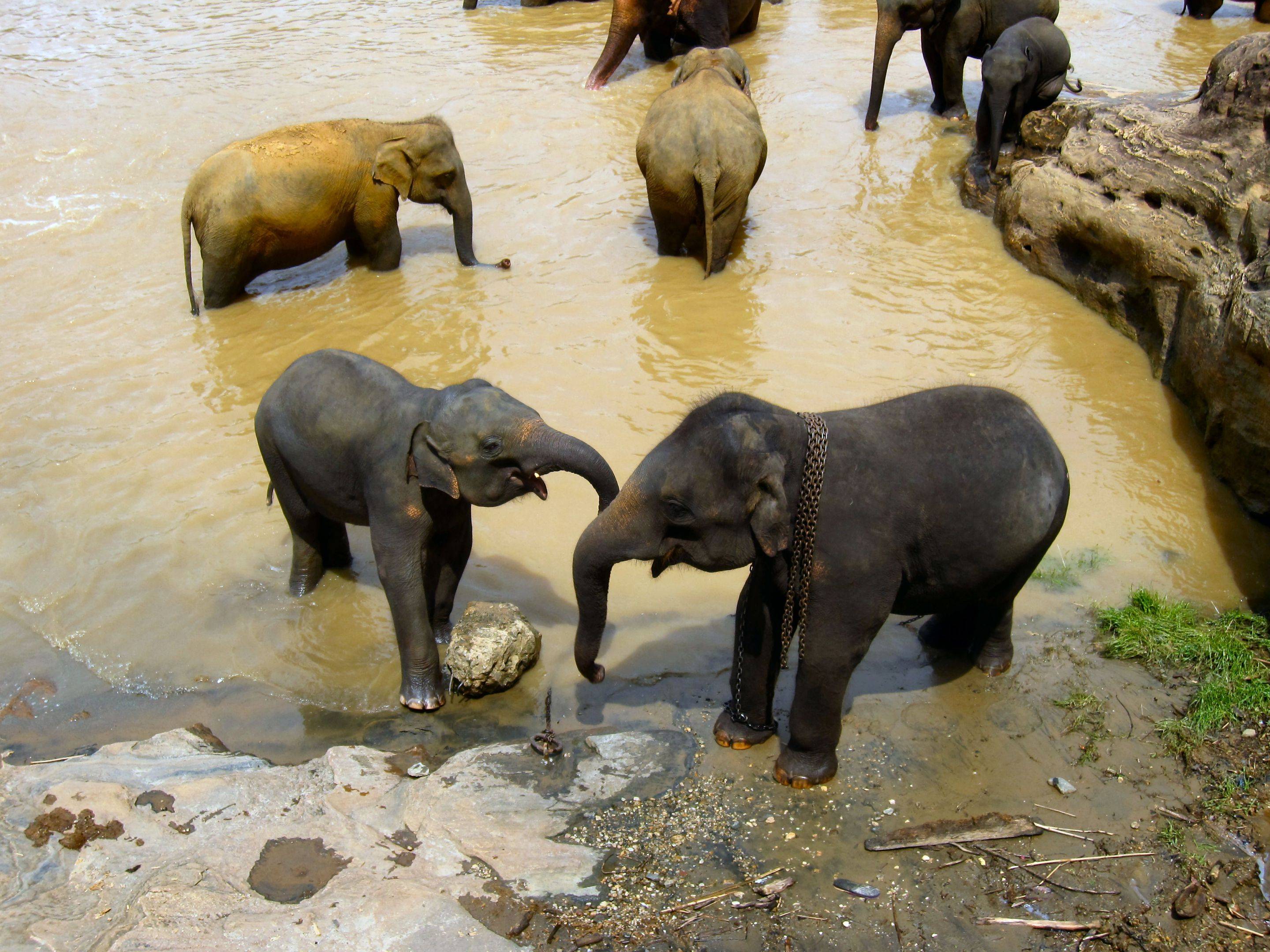 Les éléphants de Pinnawala