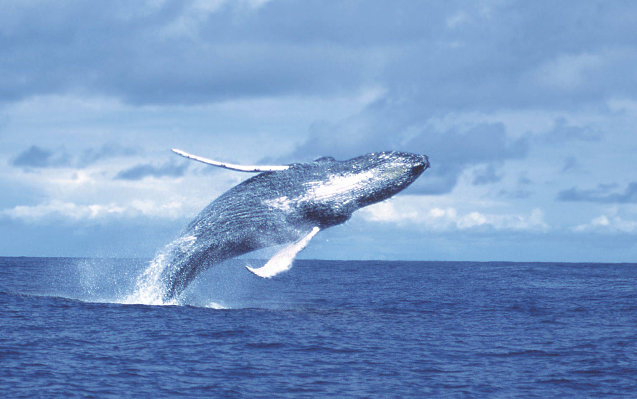 Le spectacle des baleines à bosse