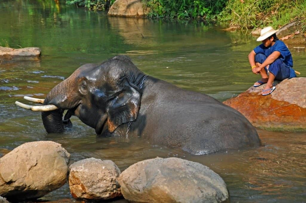 ​Spa pour éléphant dans la rivière Kwaï 