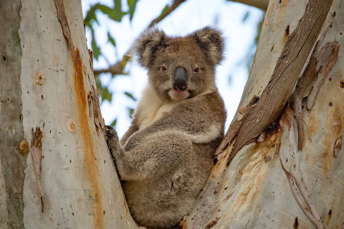 A la rencontre de la faune sauvage de Kangaroo Island