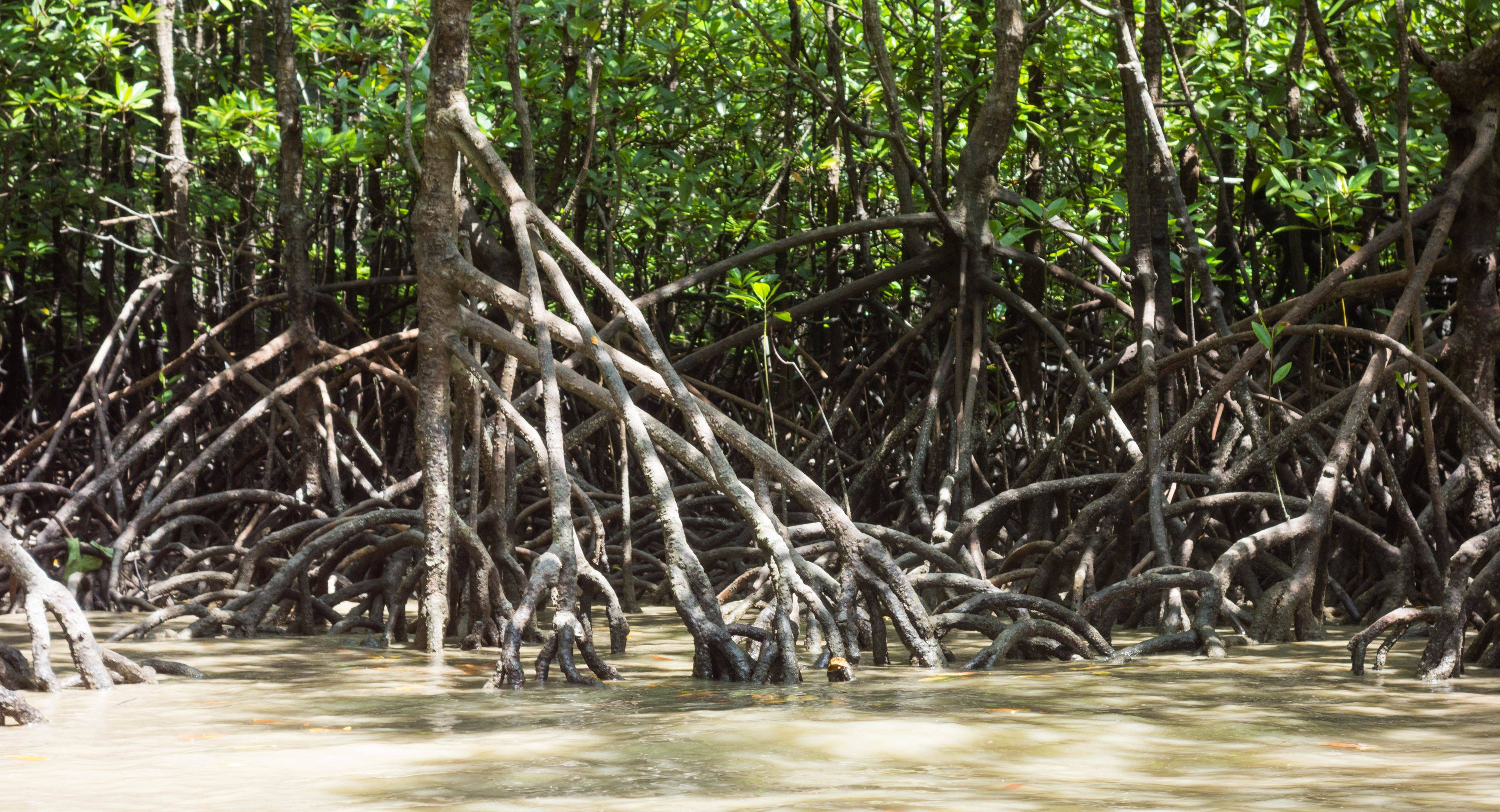 La mangrove en kayak