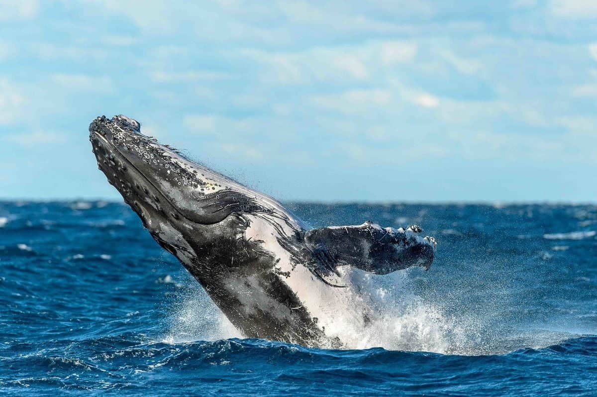 A la rencontre des baleines au large de Sydney