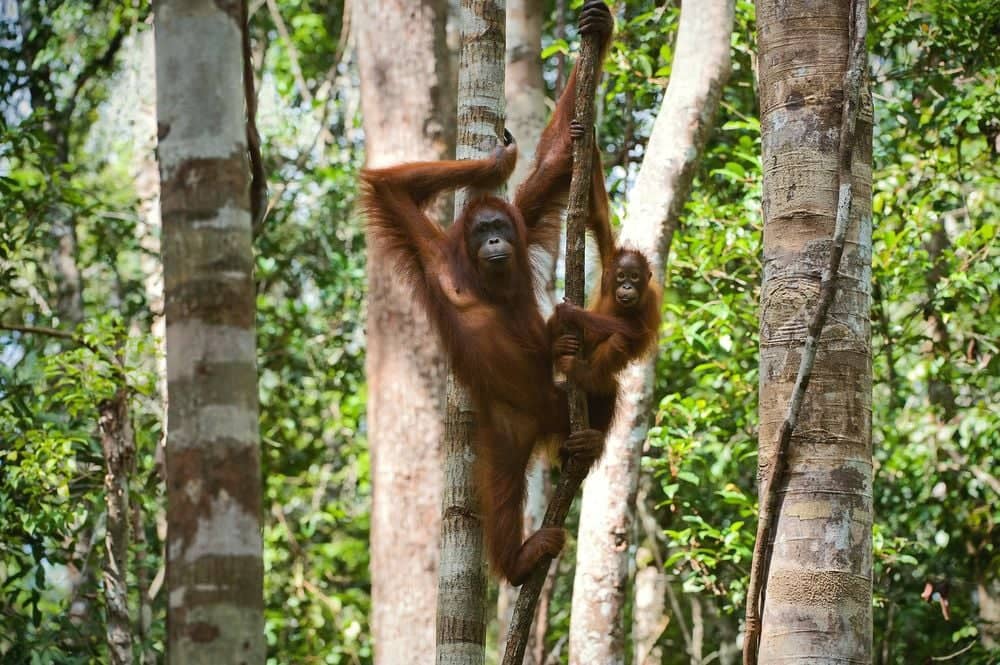 Op zoek naar orang-oetans