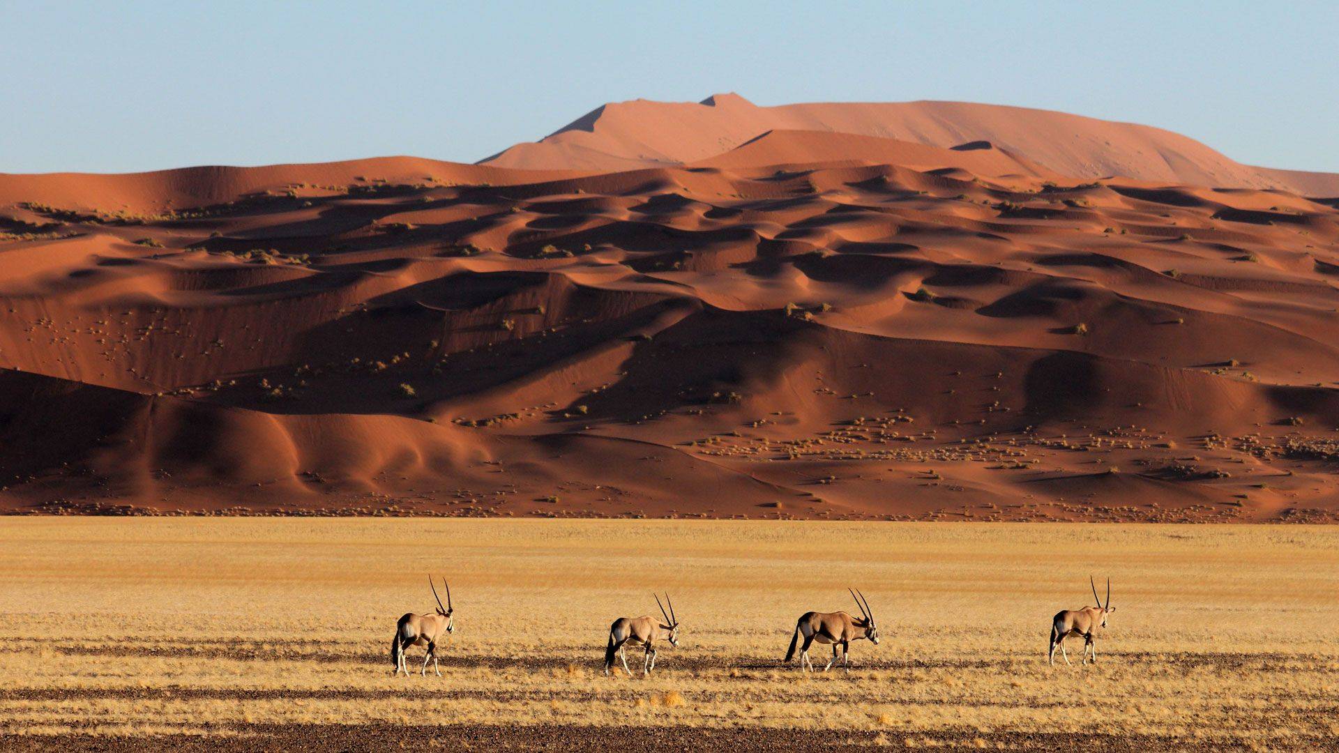 Nos adentramos entre dunas y llanuras en el Namib