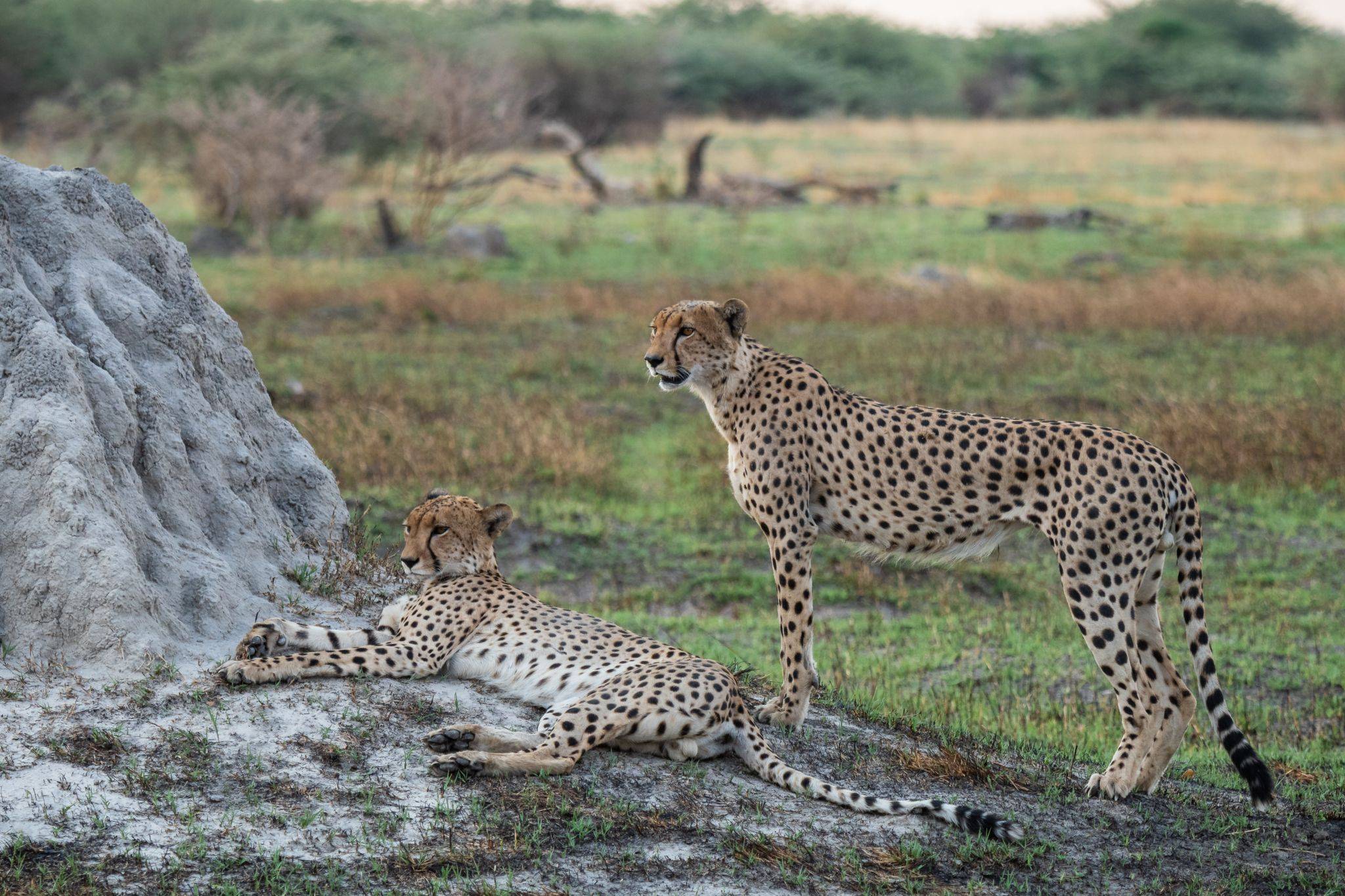 Naturaleza salvaje en el Parque Nacional Etosha