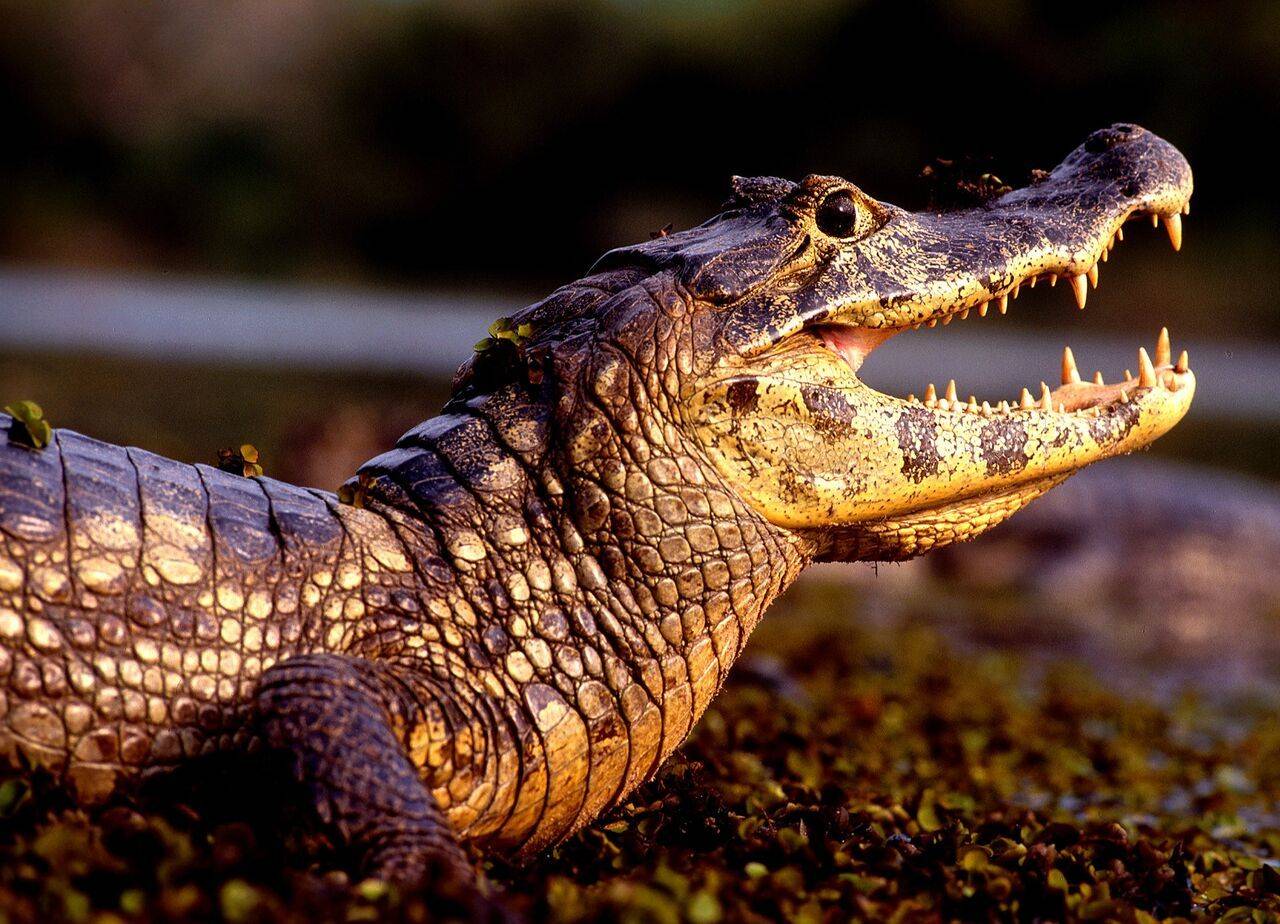 Krokodile im Sumpf 