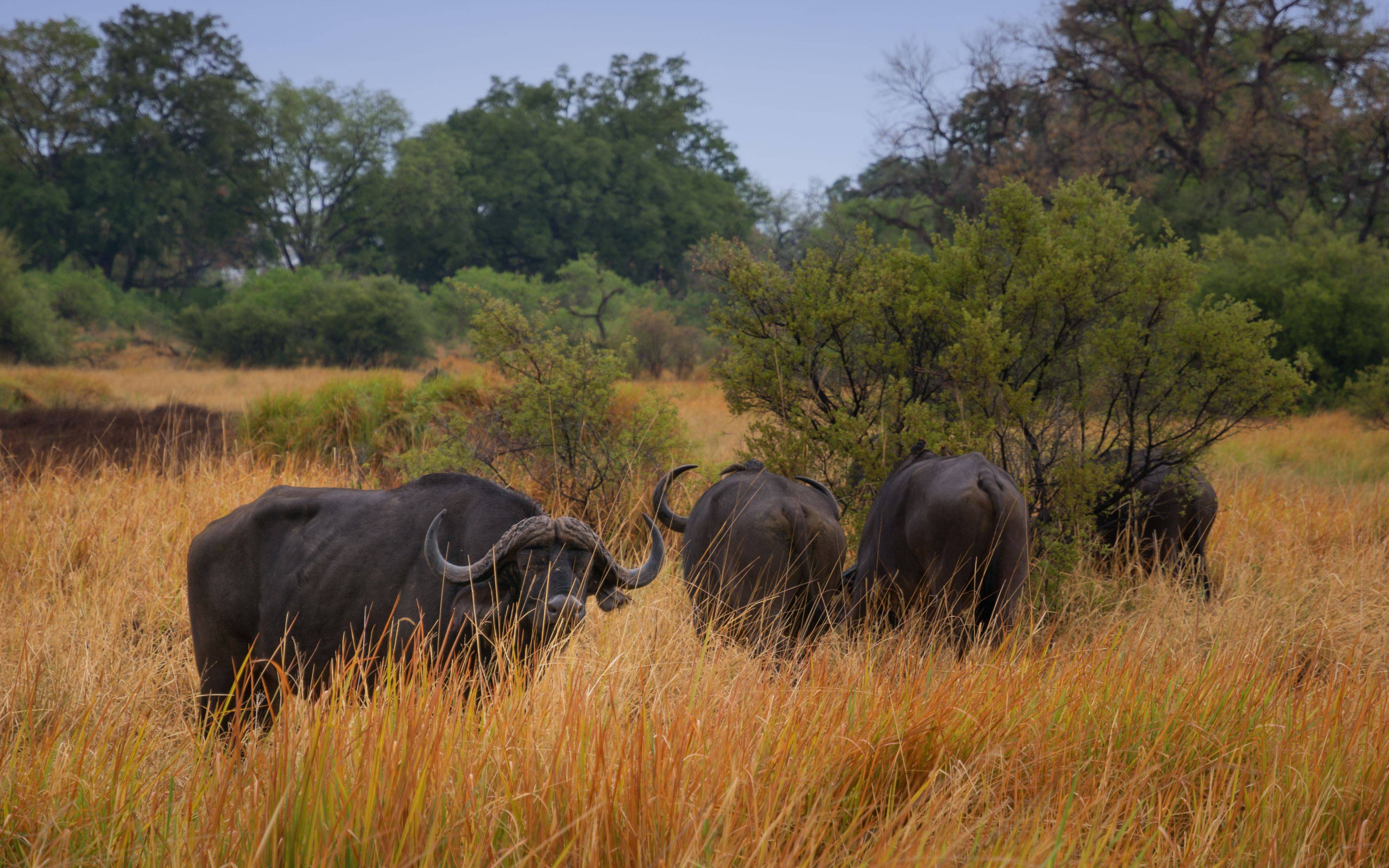 Verso il Delta ​dell’Okavango