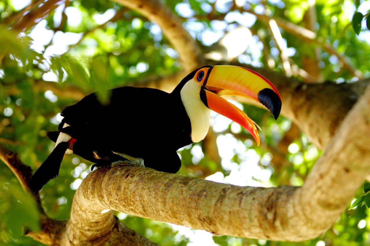 Tier-Safaris im Pantanal
