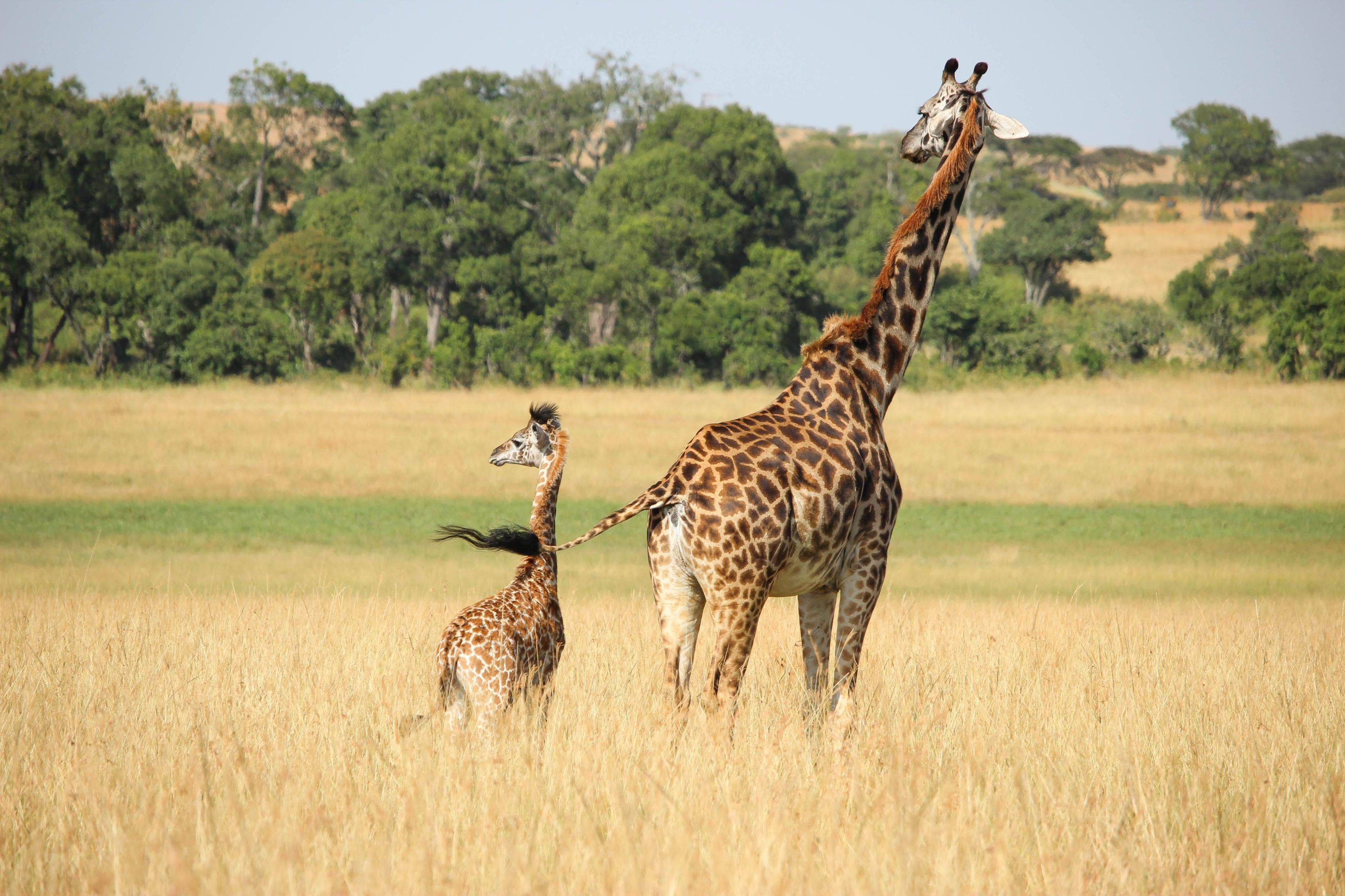 Safari dans la réserve d'Olarro