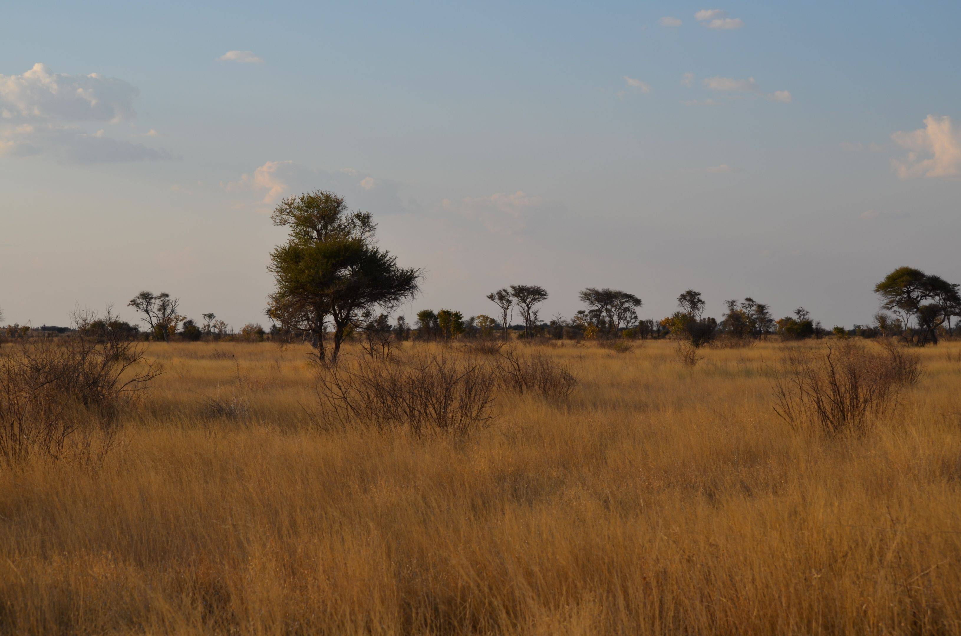 Reisetag ins Central Kalahari Game Reserve