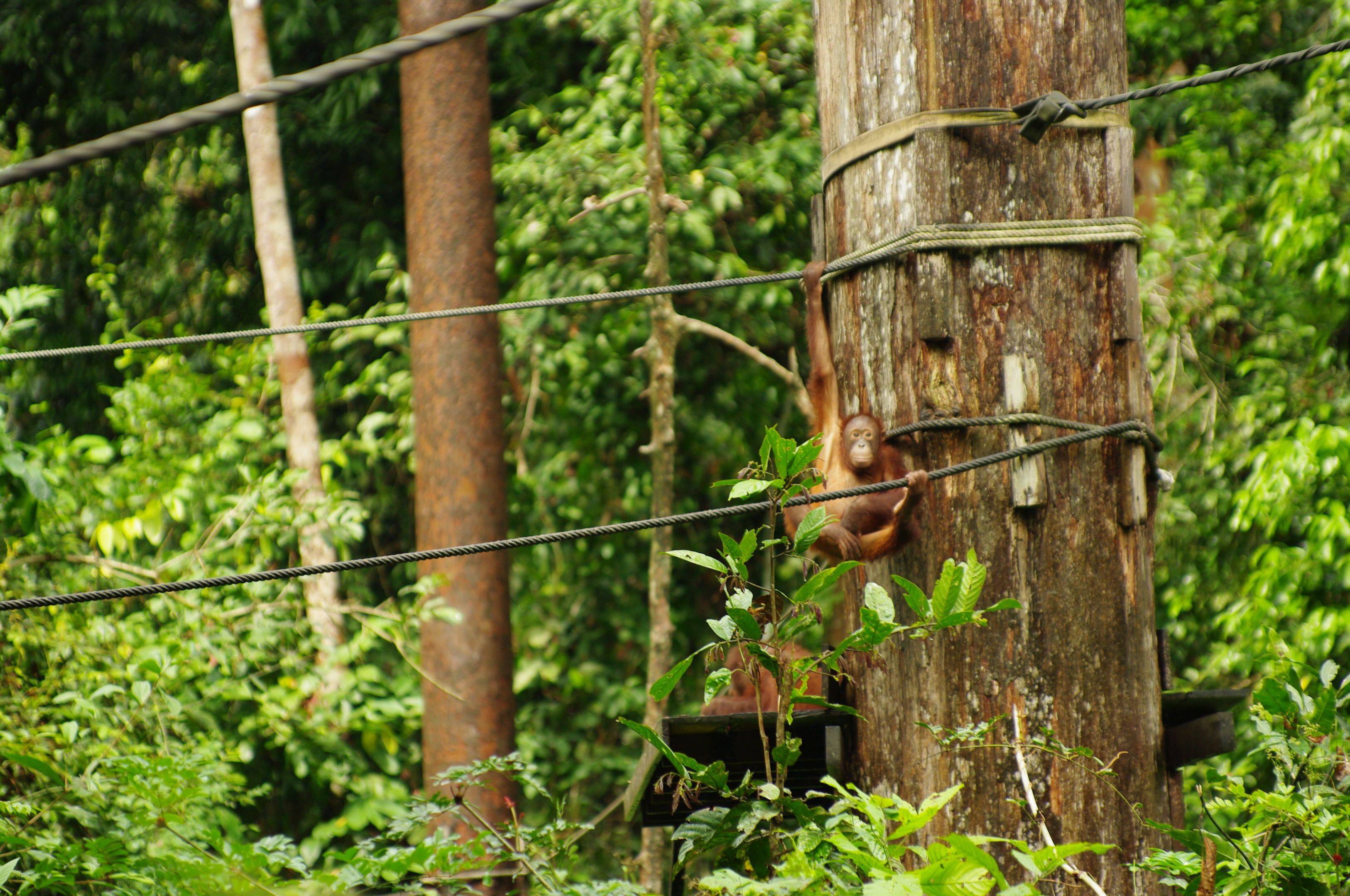 El ​Centro de Rehabilitación de Orangutanes de Sepilok