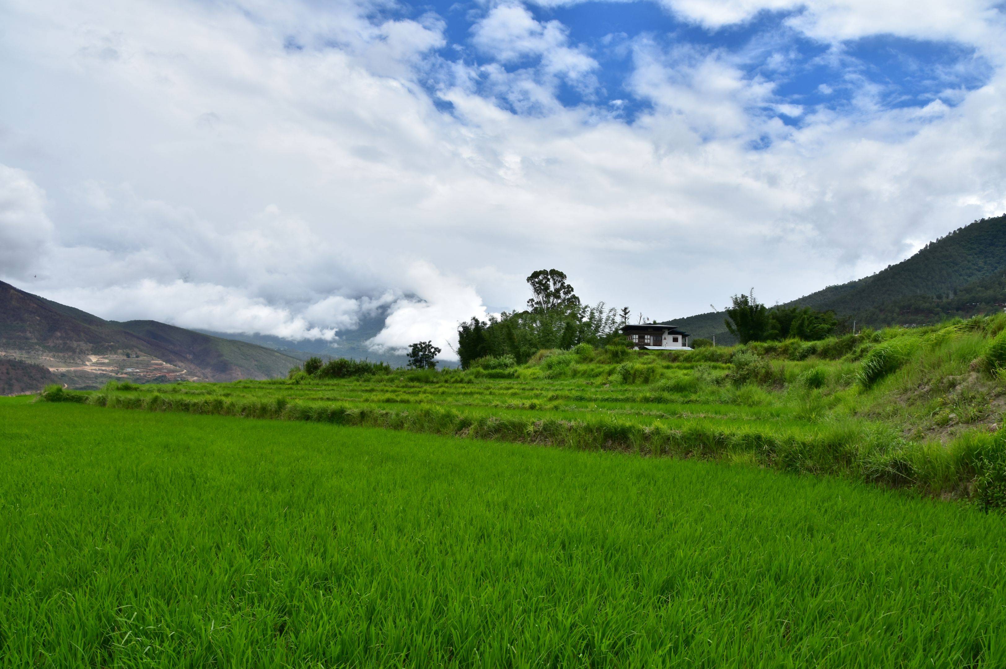 Escursione verso Punakha