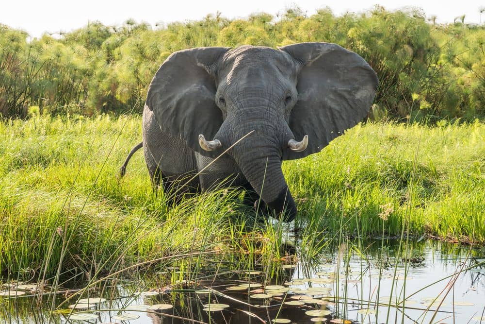 Erkundungstag Okavango Delta 