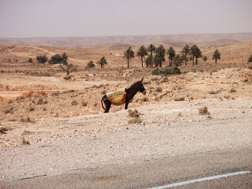 Randonnée et direction Djerba