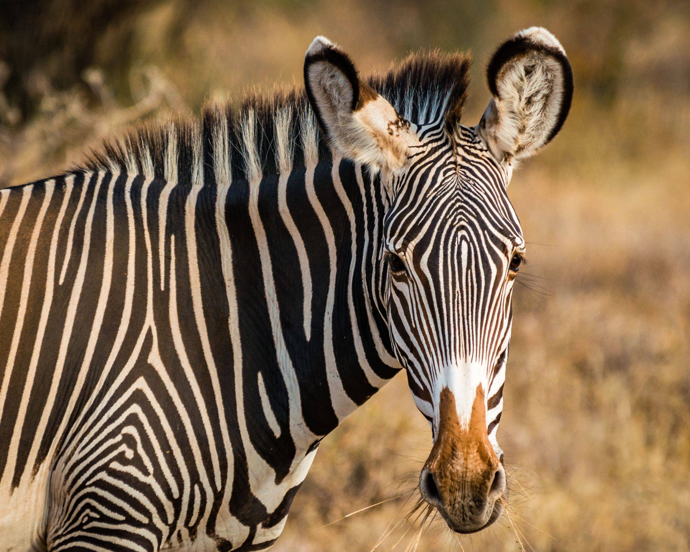 Safari dans la réserve de Samburu
