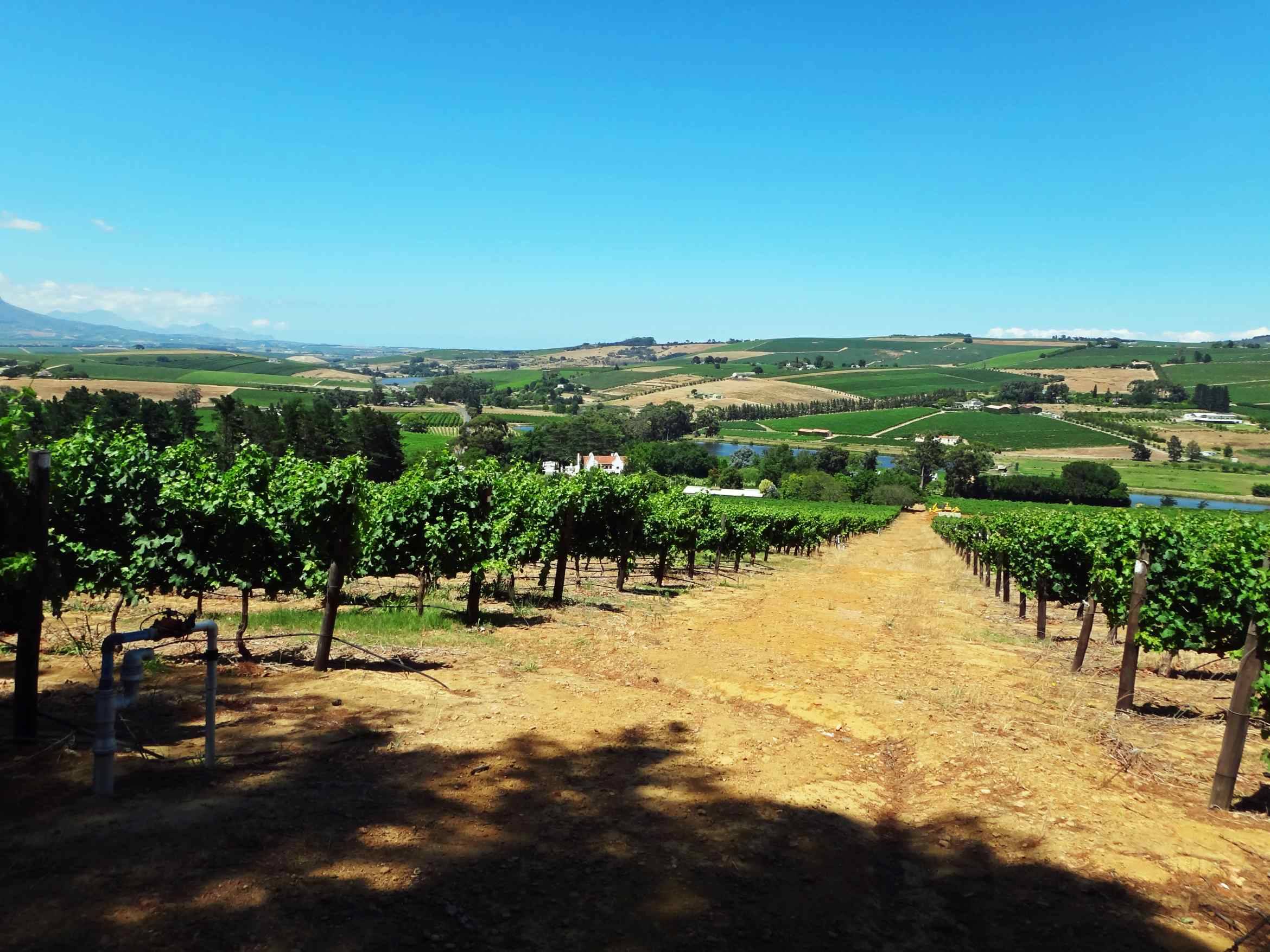 La route des vins sud-africains