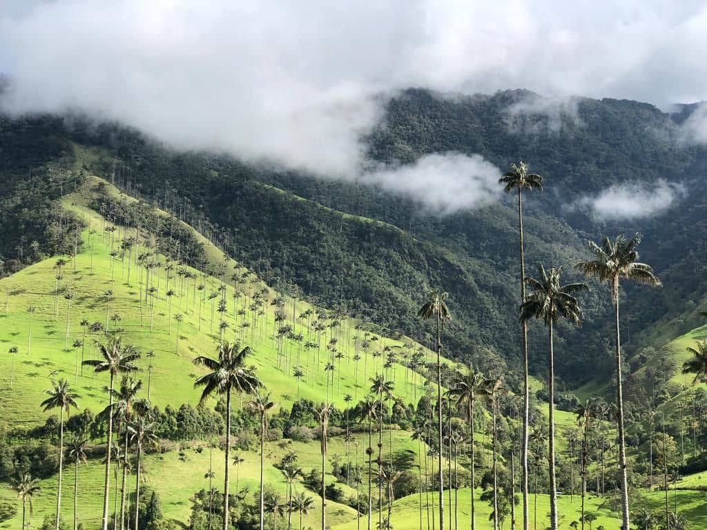 Marche parmi les palmiers les plus hauts du monde
