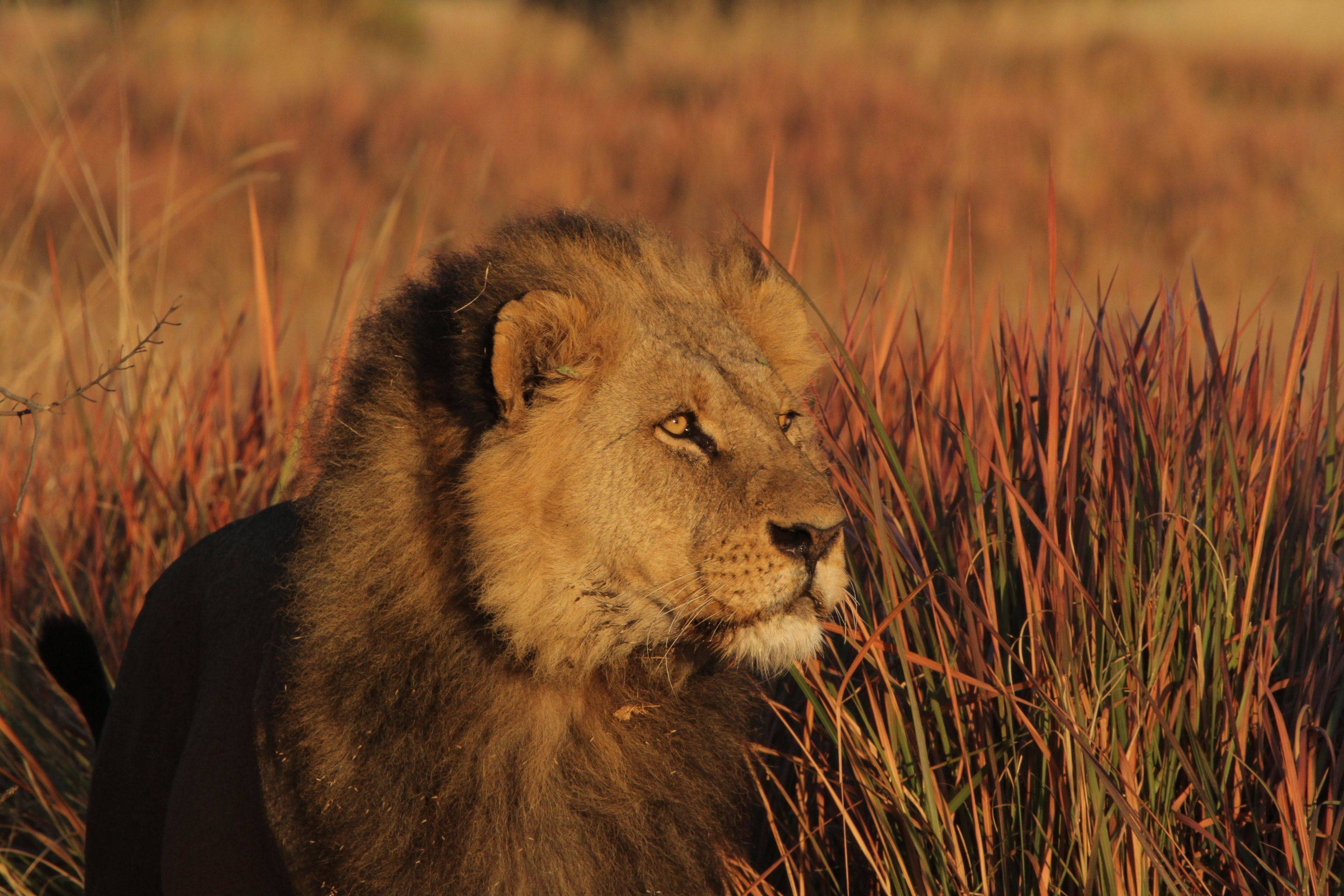 Im Okavango Delta den Löwen und Zebras auf der Spur