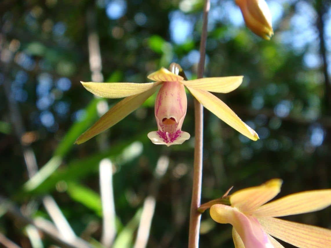 Découverte des orchidées et de la biodiversité du parc Phoua Khao Kwai