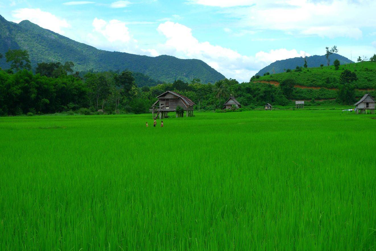 Initiation à la culture du riz