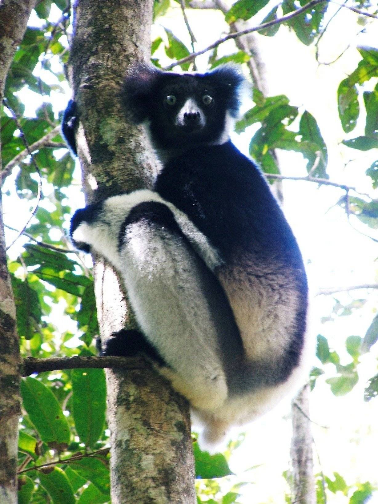 ​Der Indri, der Star des Tages  
