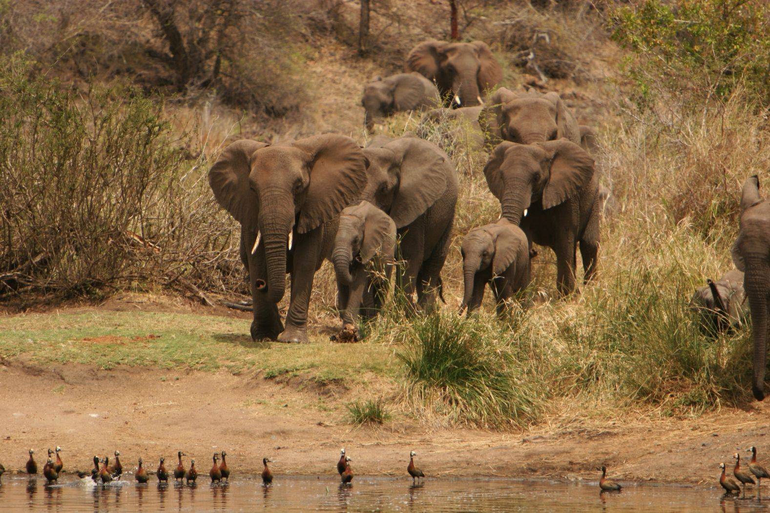 Le parc national Kruger
