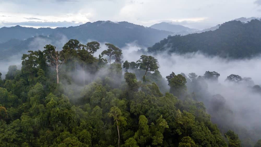 Amazoniens faszinierende Pflanzenwelt: Die Urwaldriesen 