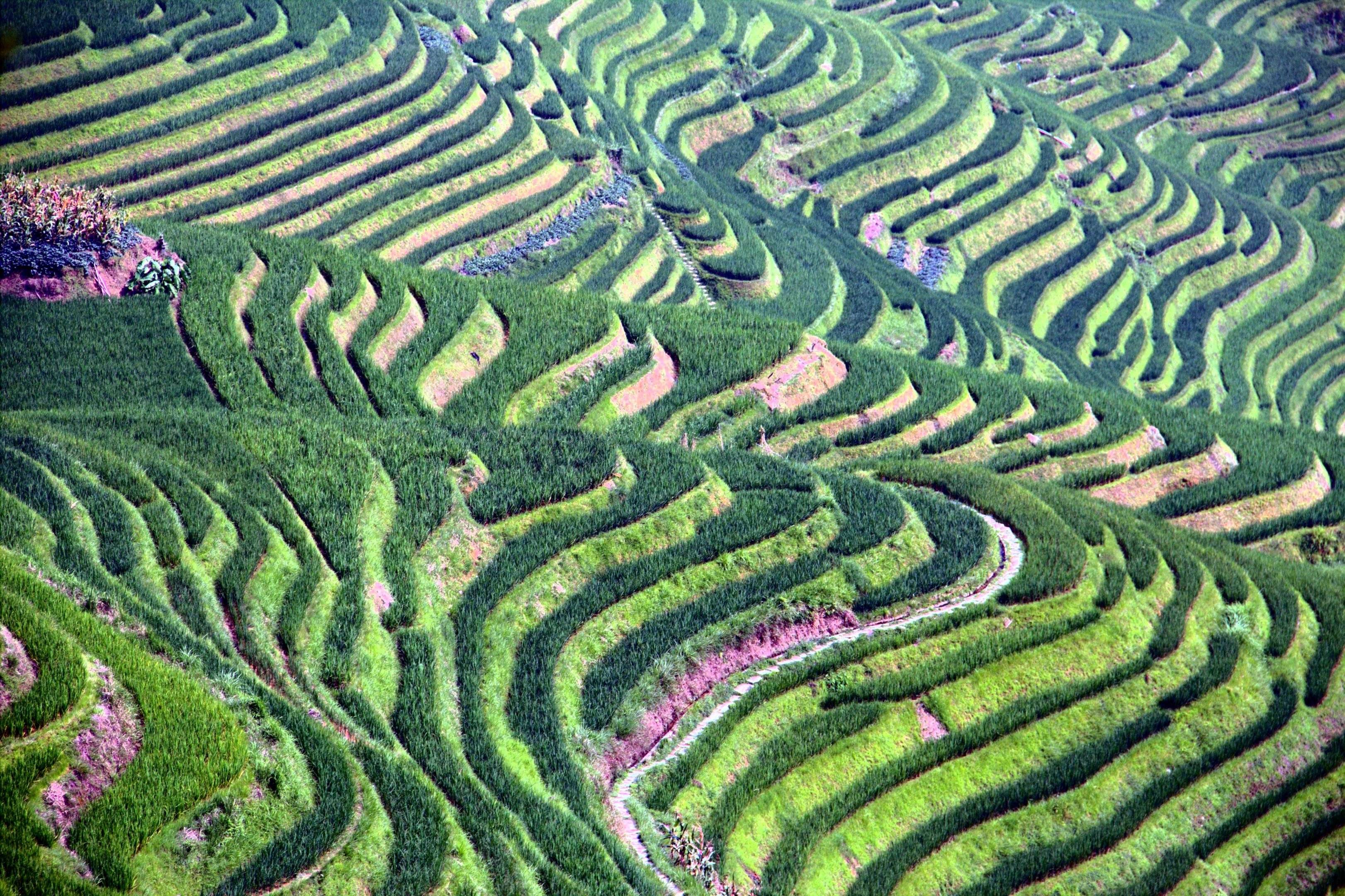 Rizières en terrasses de Longsheng ou Longji