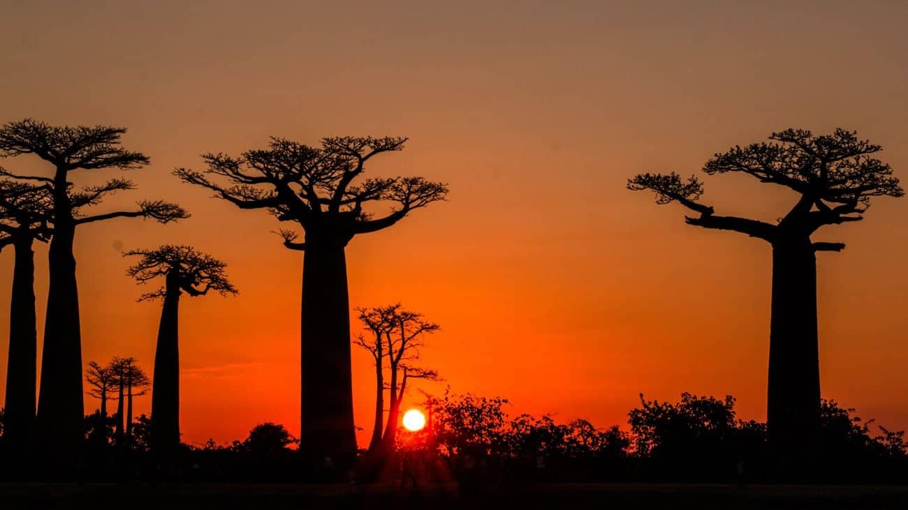 Route vers l'Ouest et allée des Baobabs