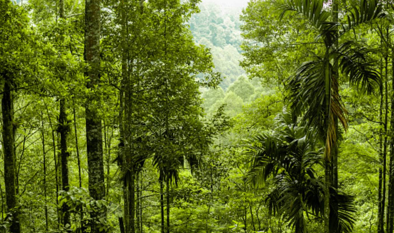 Ab nach Bukit Lawang in den Dschungel
