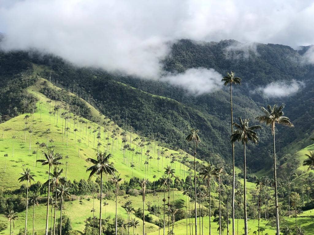 Les palmiers géants de la Vallée de Cocora