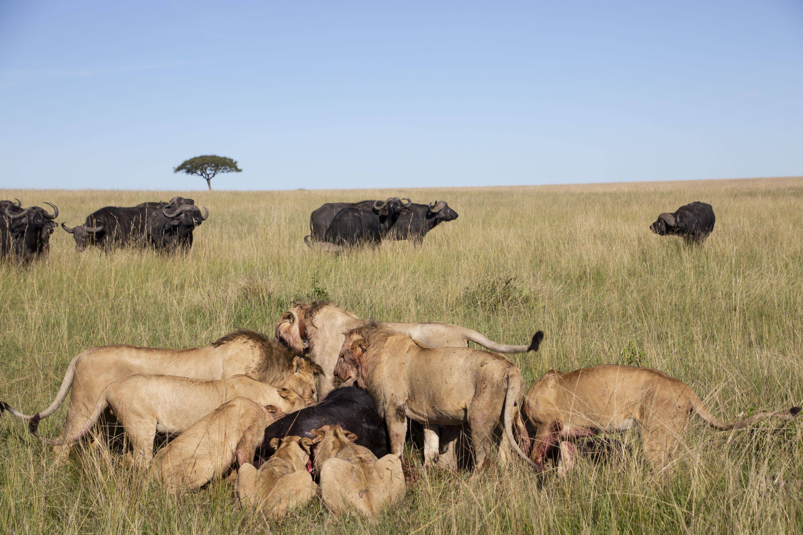 Découverte de la réserve nationale du Maasai Mara