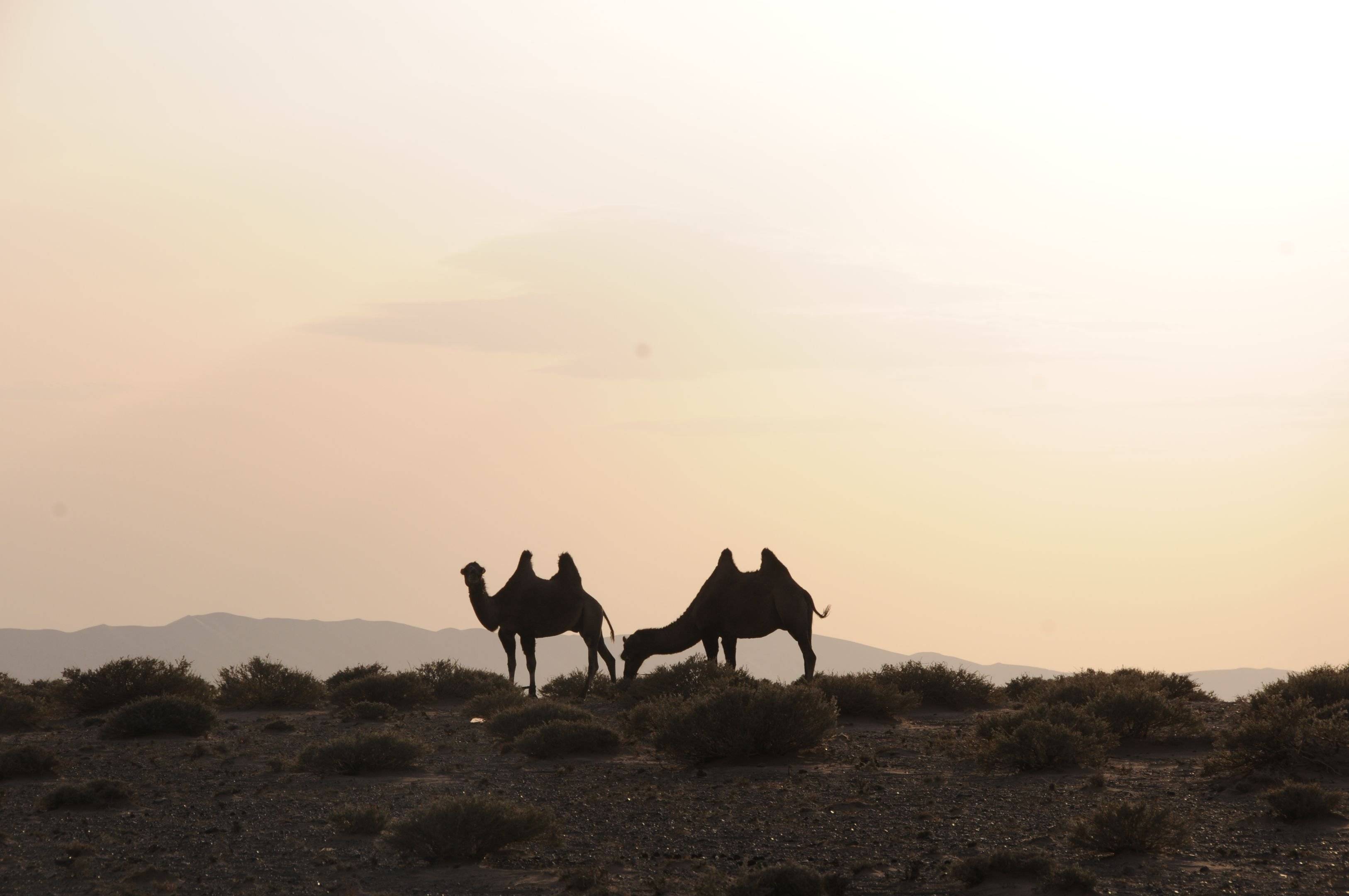Eine schöne Wanderung auf Kamelen