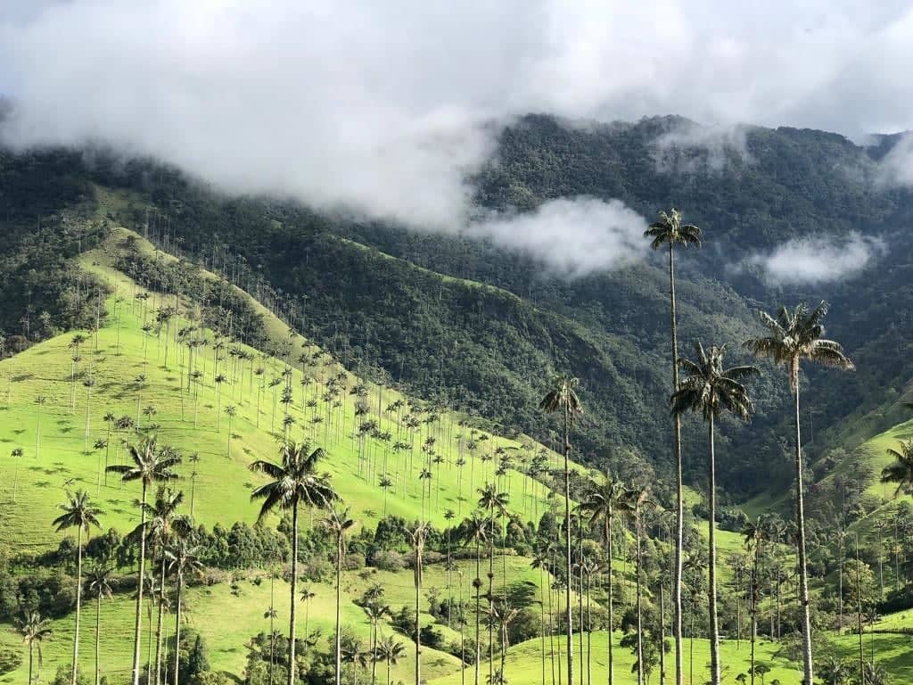 Au pied des palmiers les plus hauts du monde