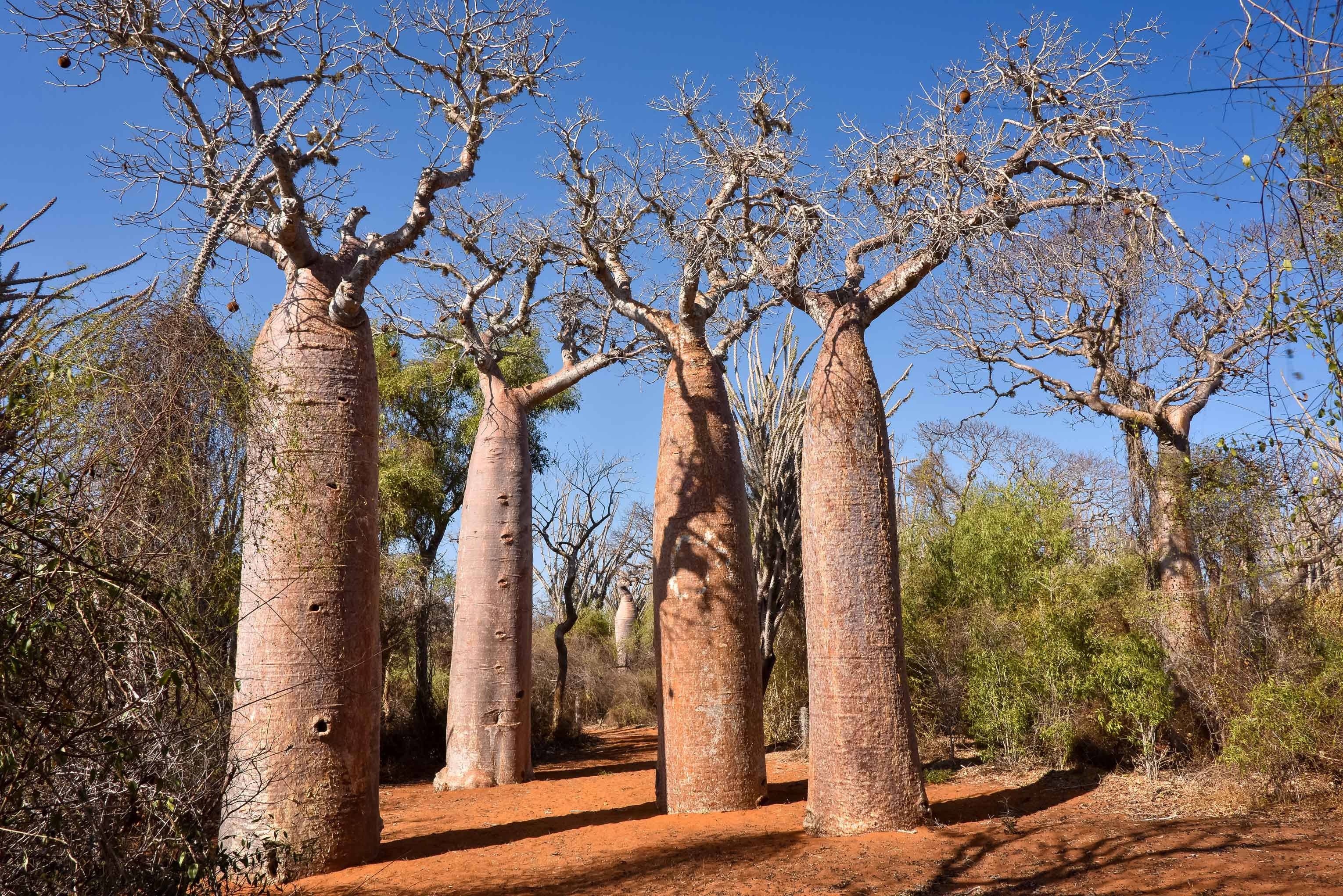Das Land der Baobabs 
