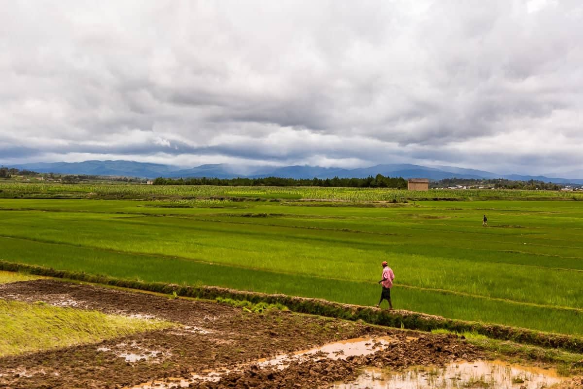Durch die Reisfelder nach Antsirabe
