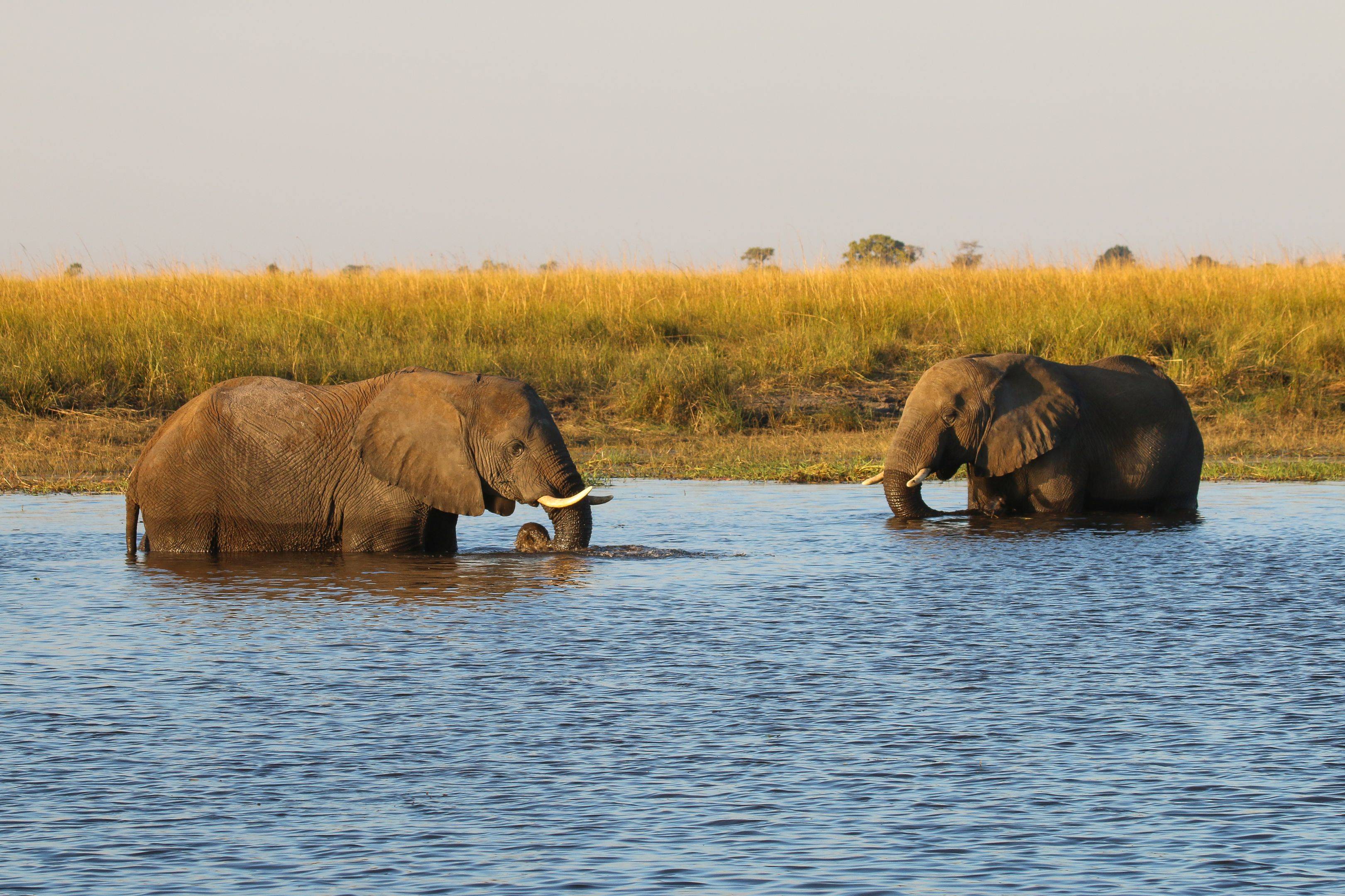 Chobe River Front: Zebra, Büffel, Elefanten und Nilpferde