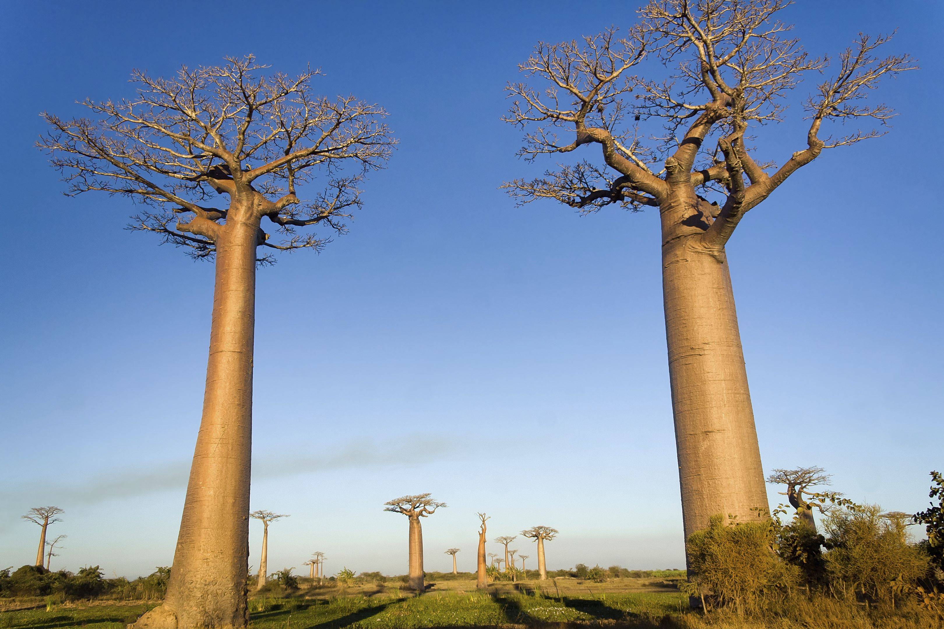 Morondava e il viale dei baobab