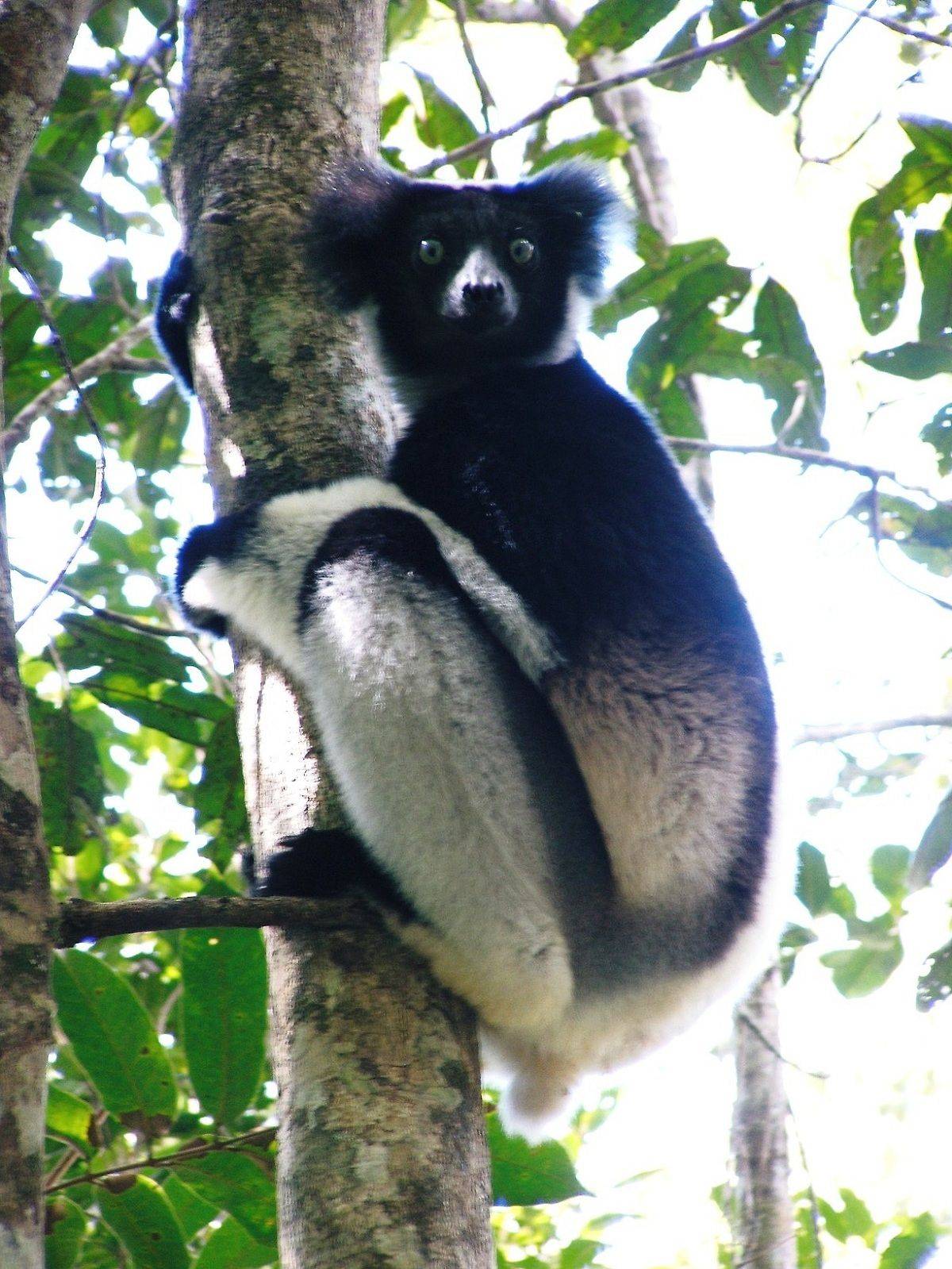 Der Indri, der Star des Tages