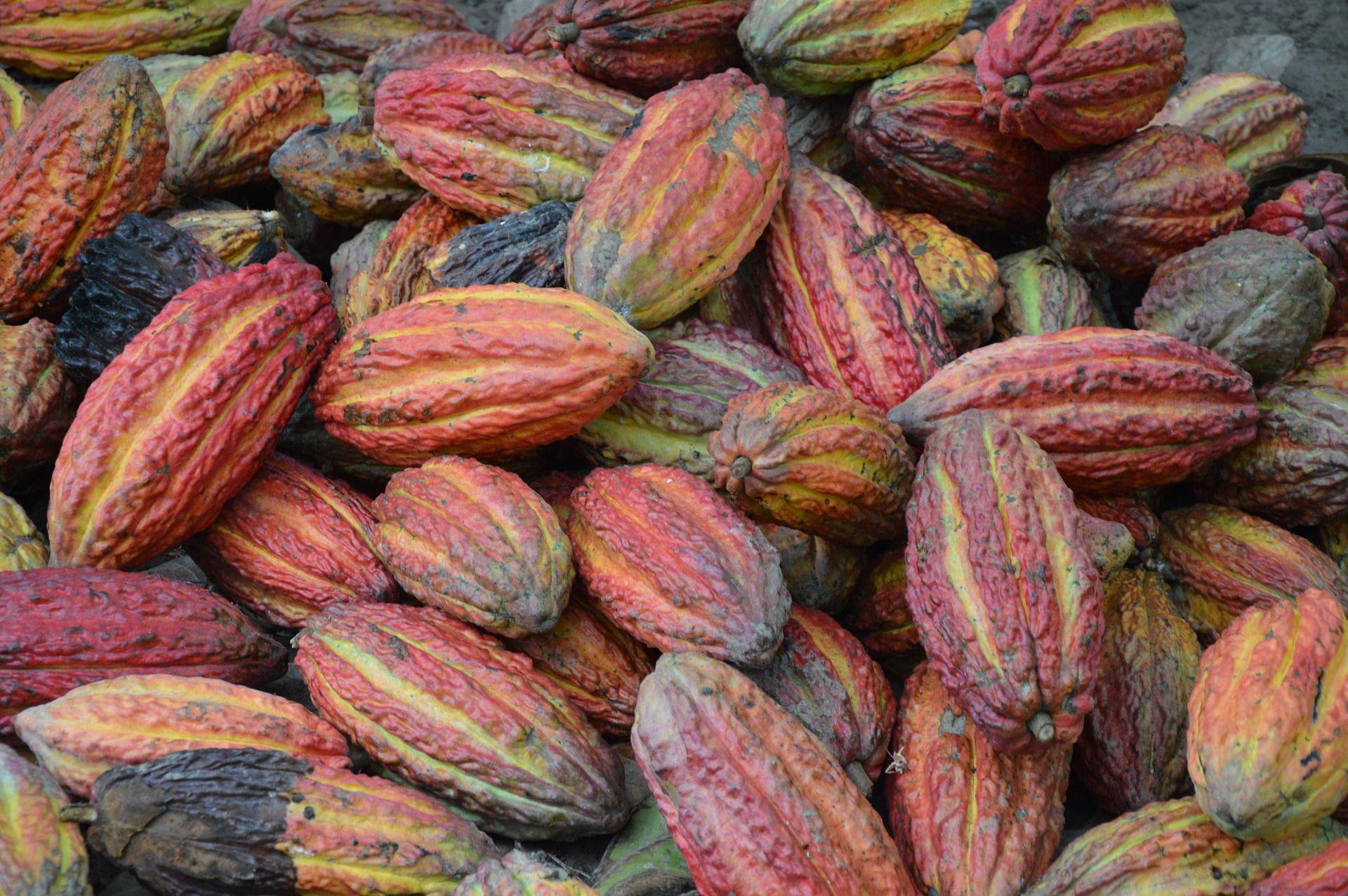 Visite d'une plantation de cacao à Ambanja