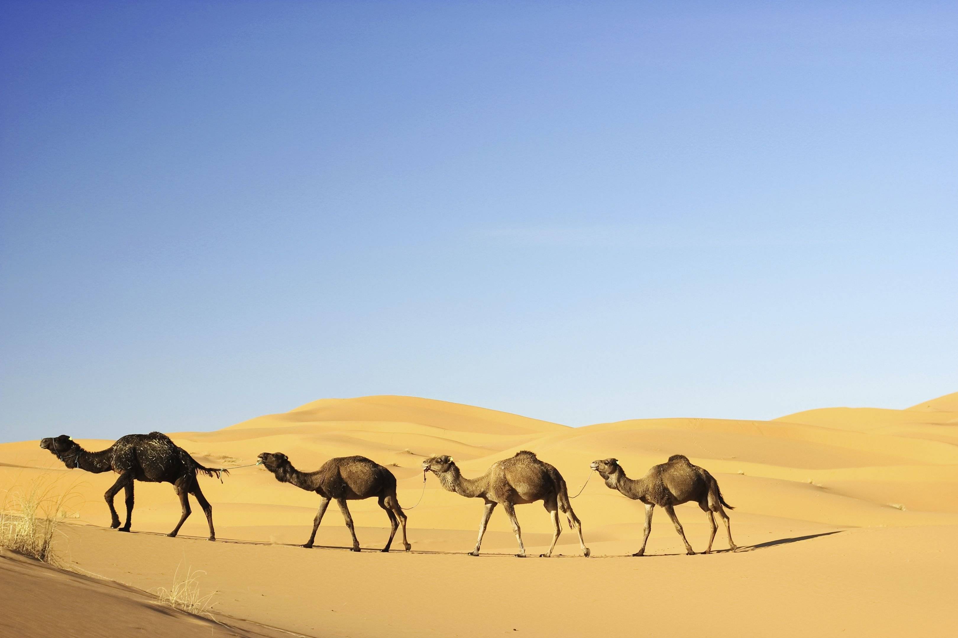 Marche nomade et nuits étoilées dans le désert