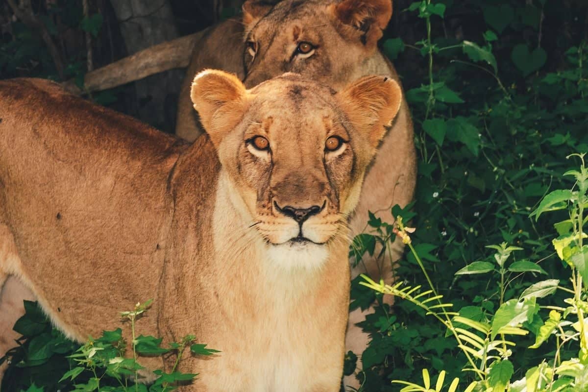 Safari dans la réserve animalière de Fathala